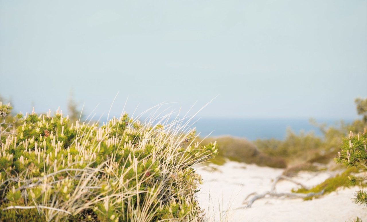 Dünen und Heide in Rantum am Strand von Sylt Nordsee Ulraub im Hotel Duene