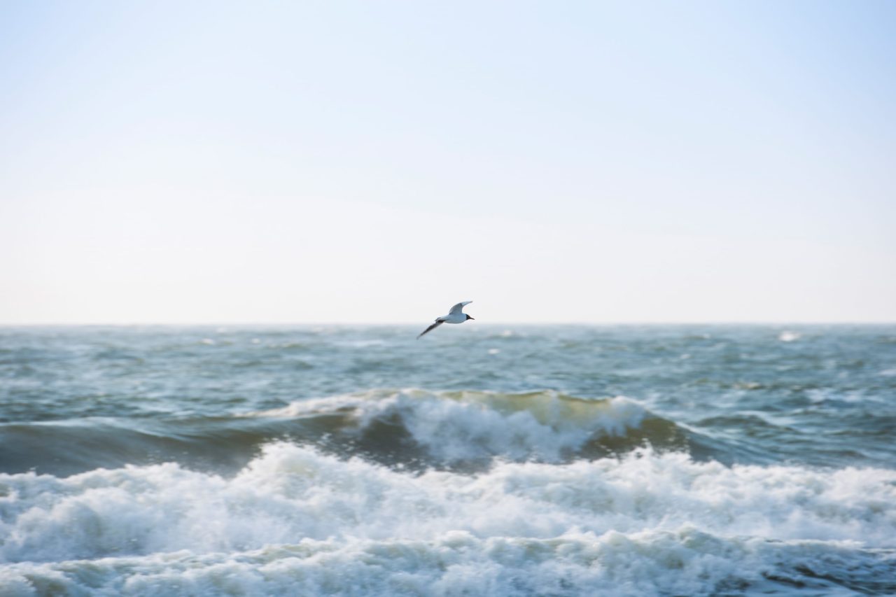 möwe fliegt über nordsee hotel-duene sehnsuchtsylt hotel in rantum